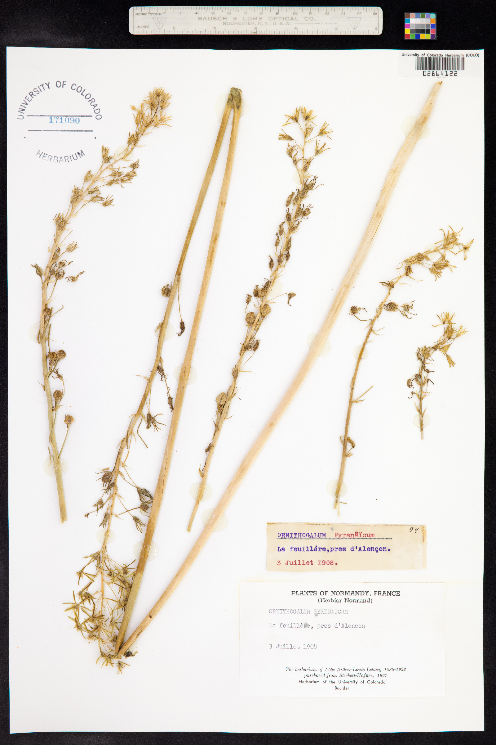 Ornithogalum pyrenaicum image
