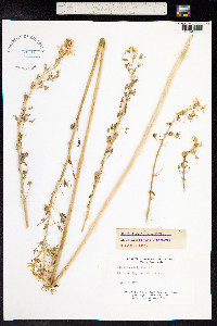 Ornithogalum pyrenaicum image