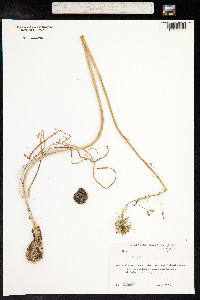 Image of Ornithogalum pyrenaicum