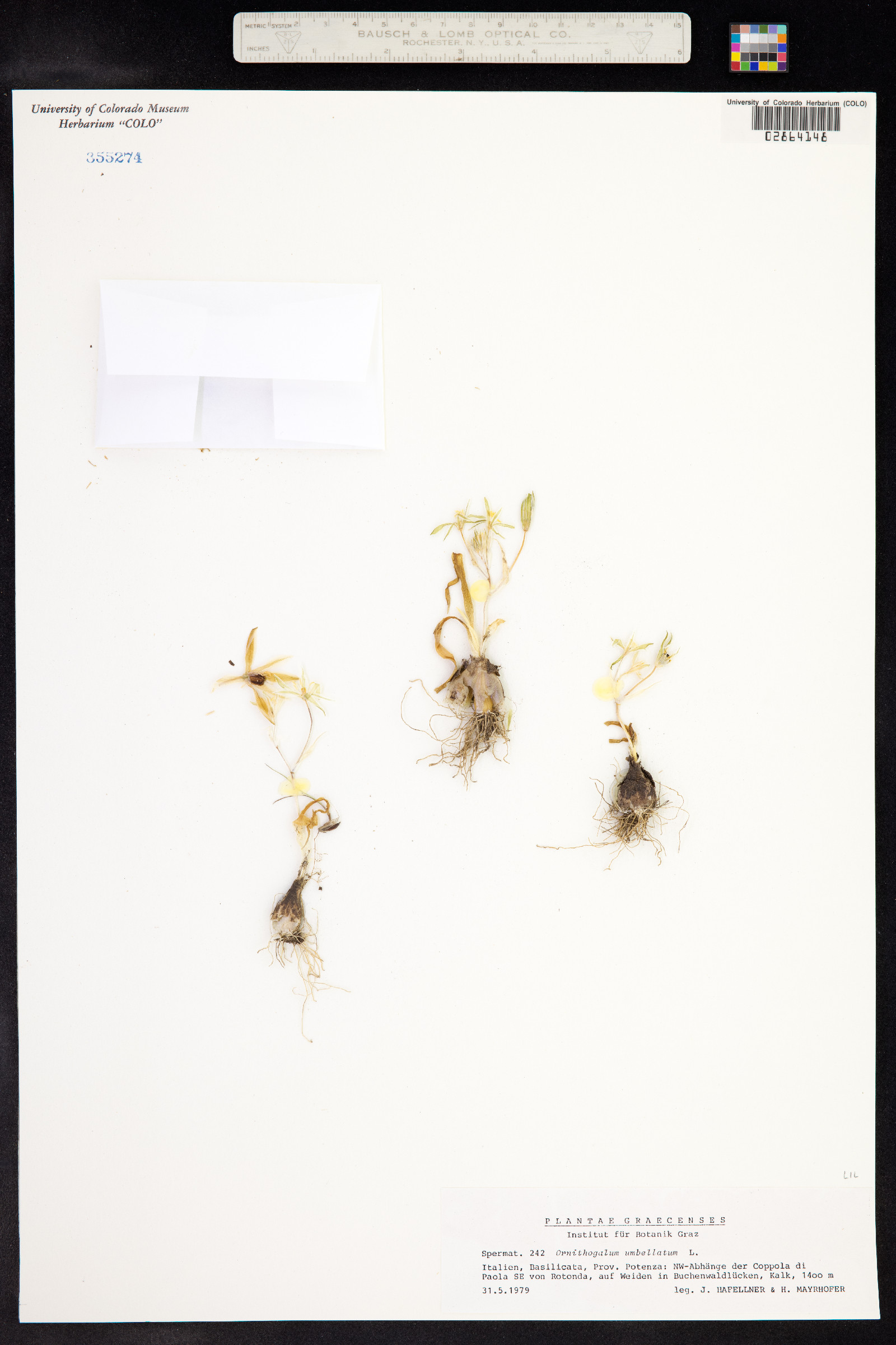 Ornithogalum umbellatum image