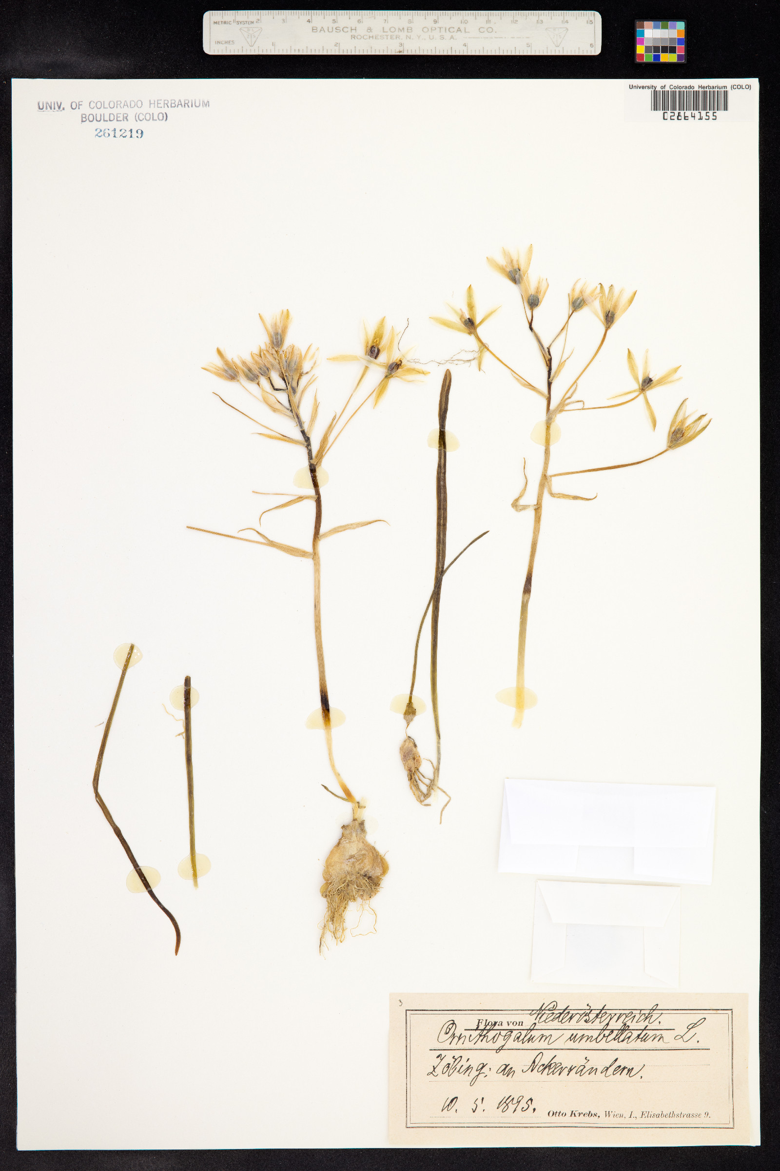 Ornithogalum umbellatum image