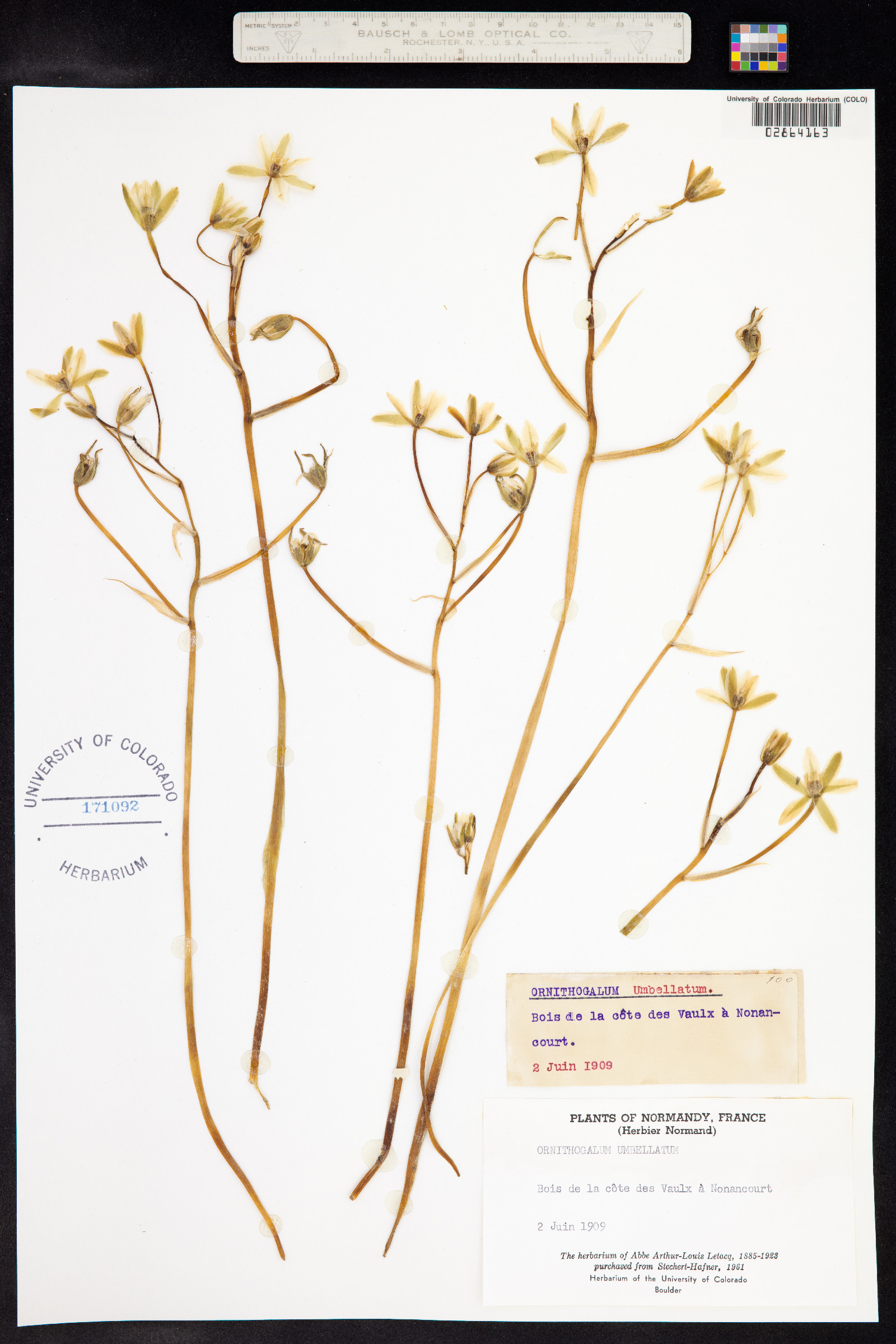 Ornithogalum image