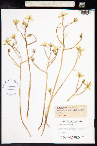 Ornithogalum umbellatum image