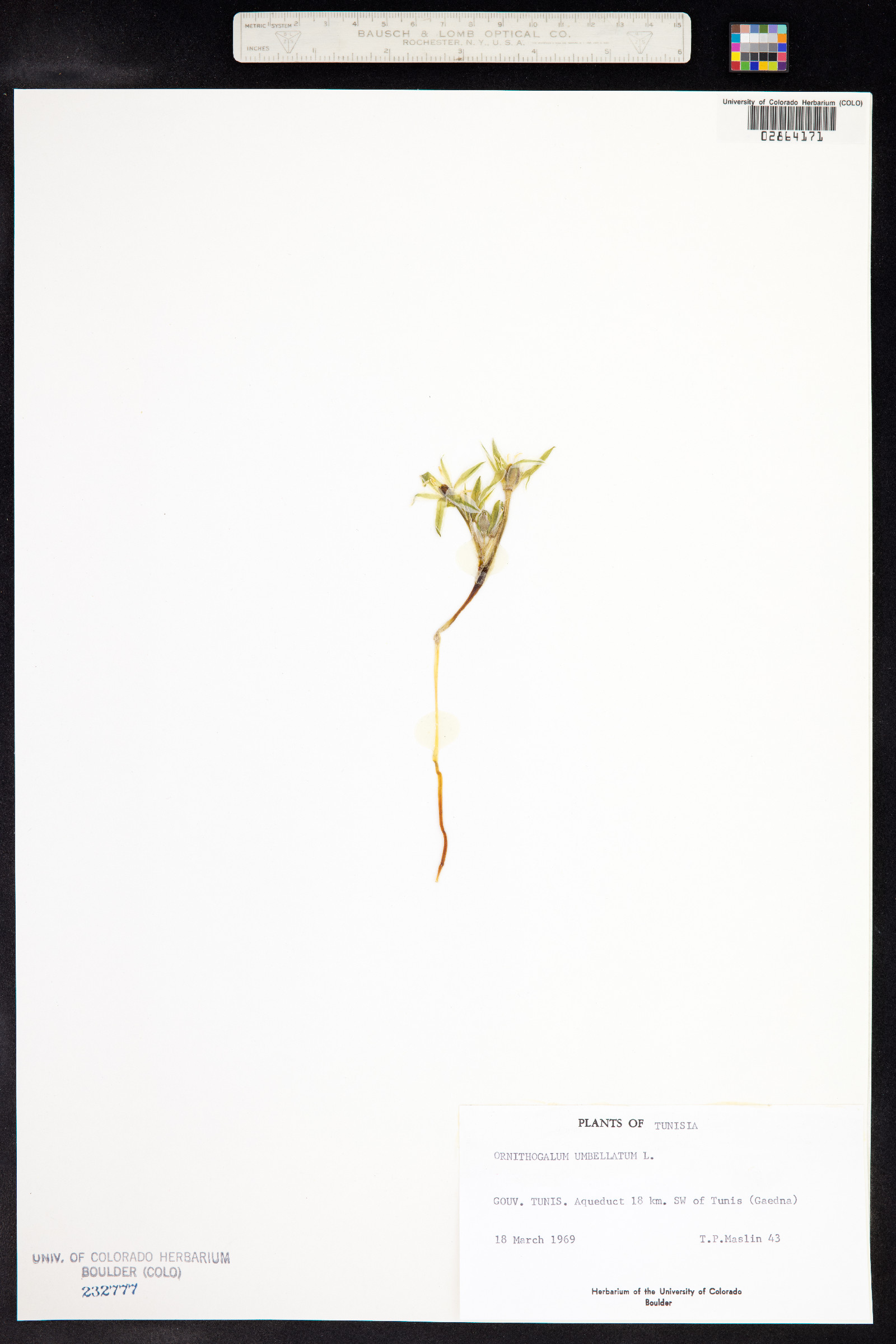 Ornithogalum image