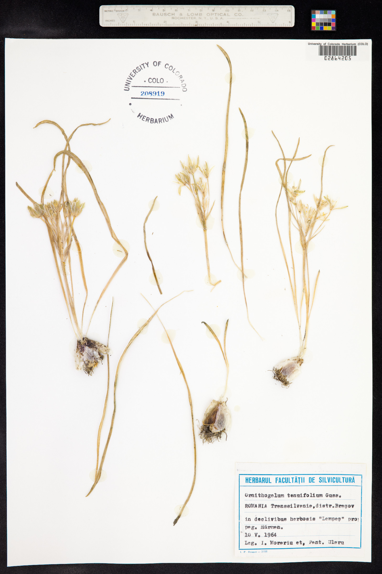Albuca virens image