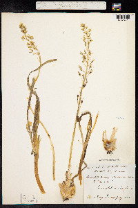 Ornithogalum pyrenaicum image