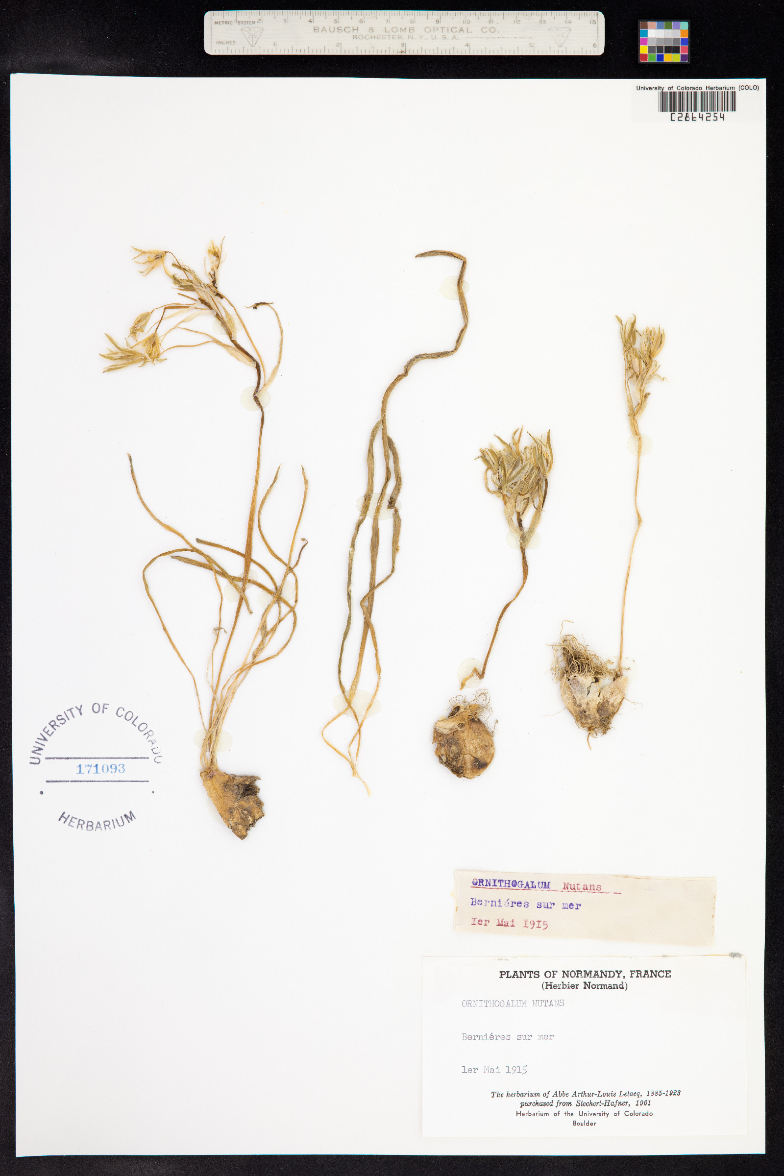 Ornithogalum nutans image