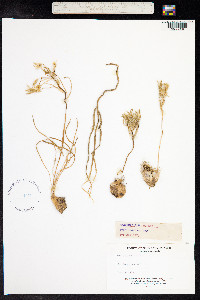 Image of Ornithogalum nutans