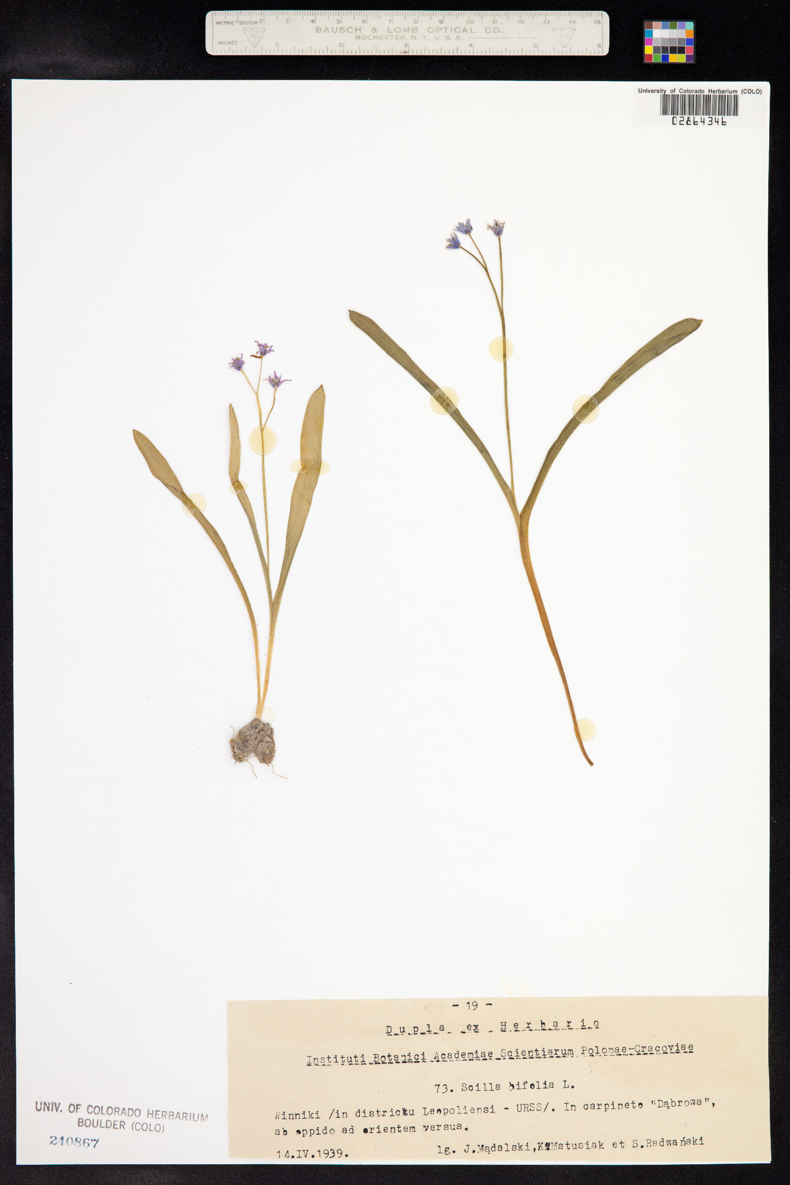 Scilla bifolia image