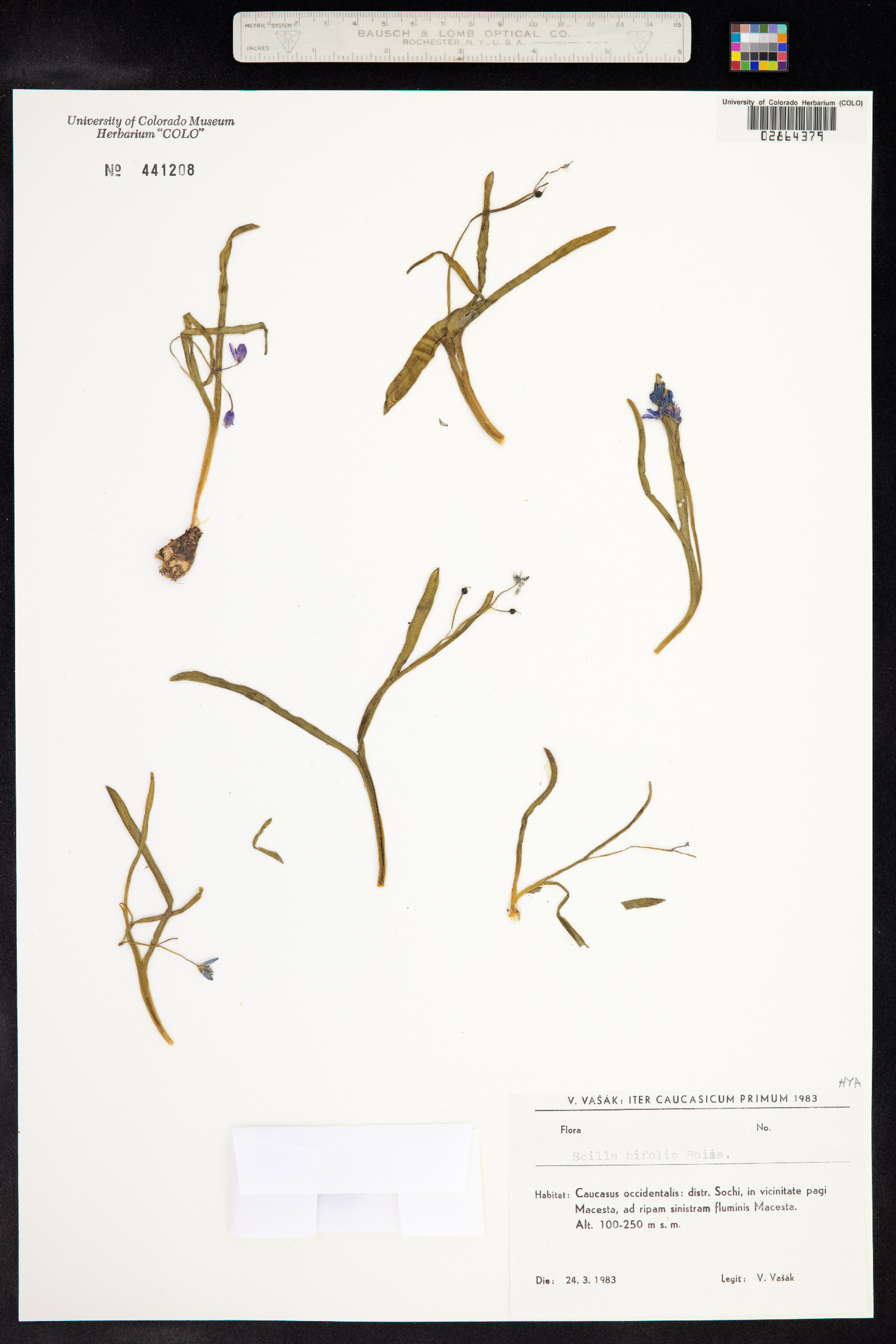 Scilla bifolia image
