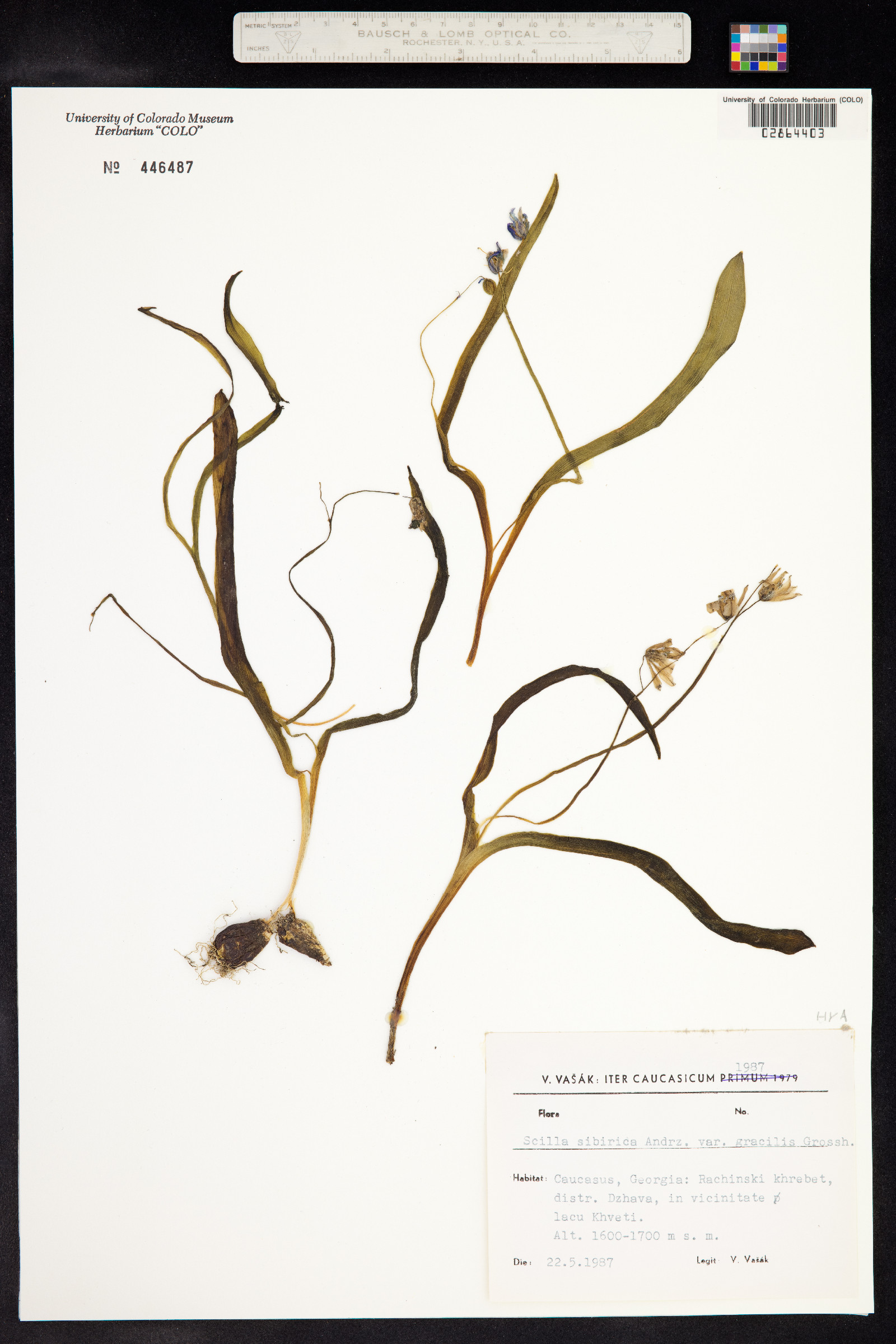 Scilla siberica image