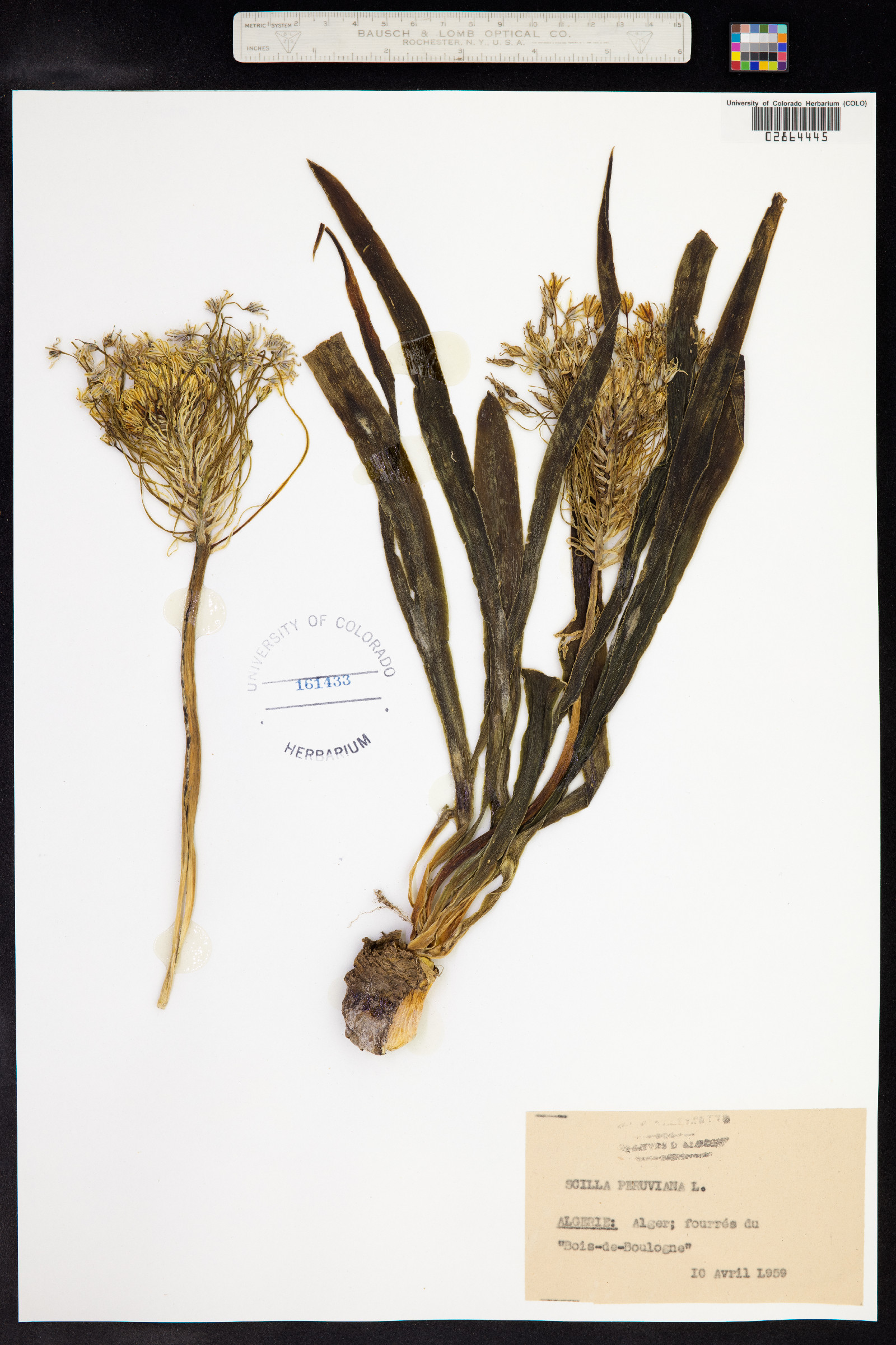 Scilla peruviana image
