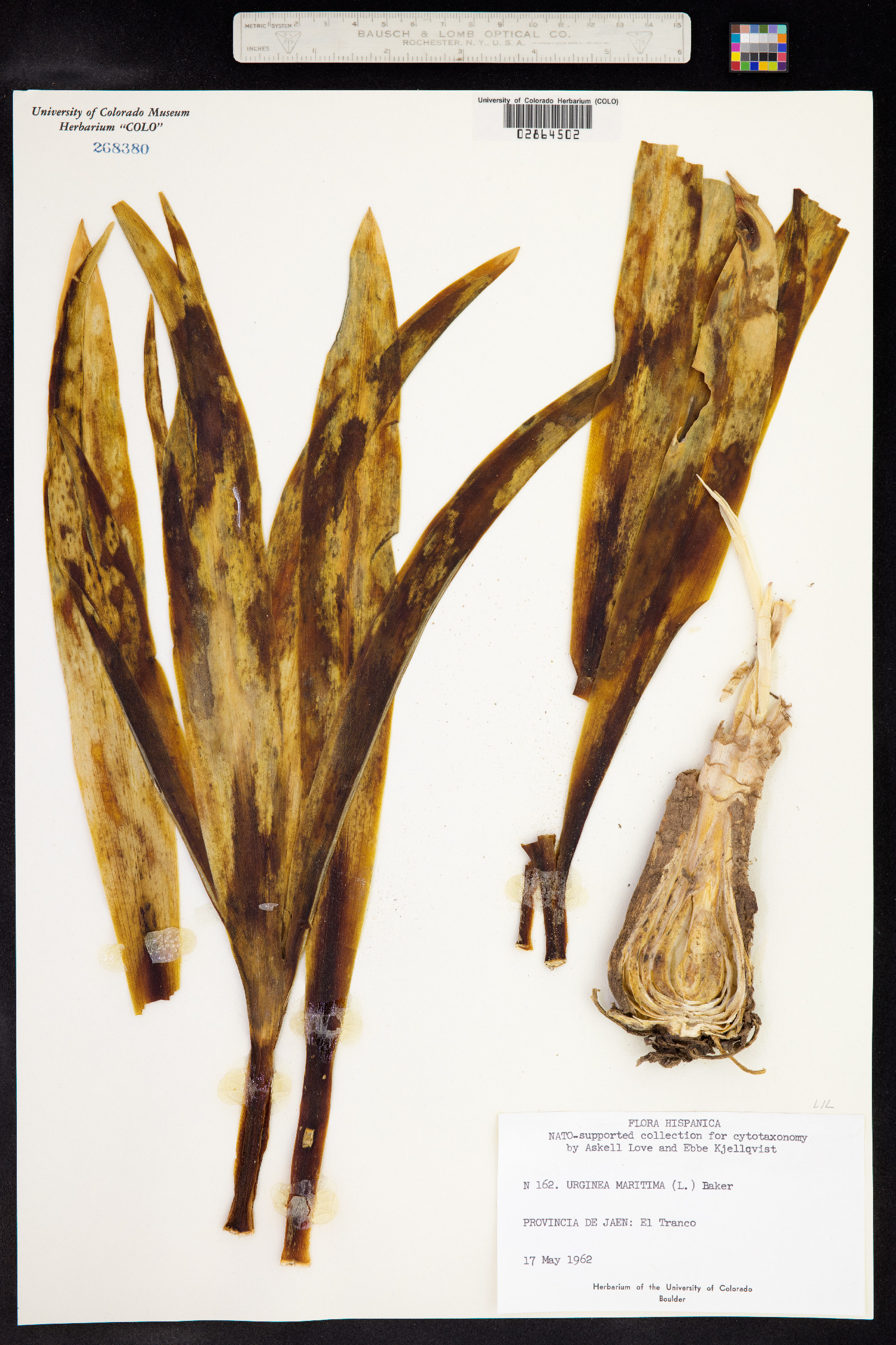 Drimia maritima image