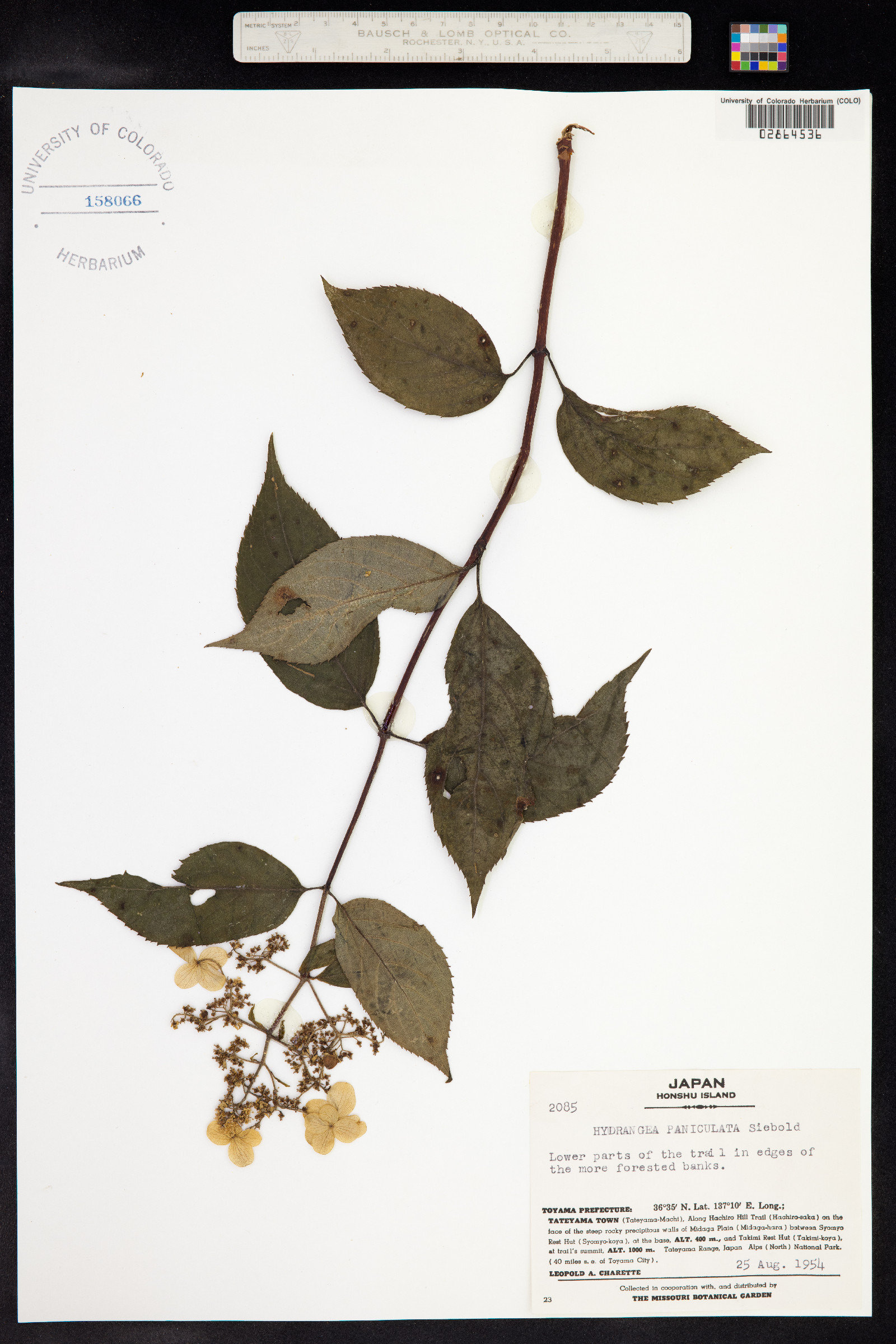 Hydrangea paniculata image