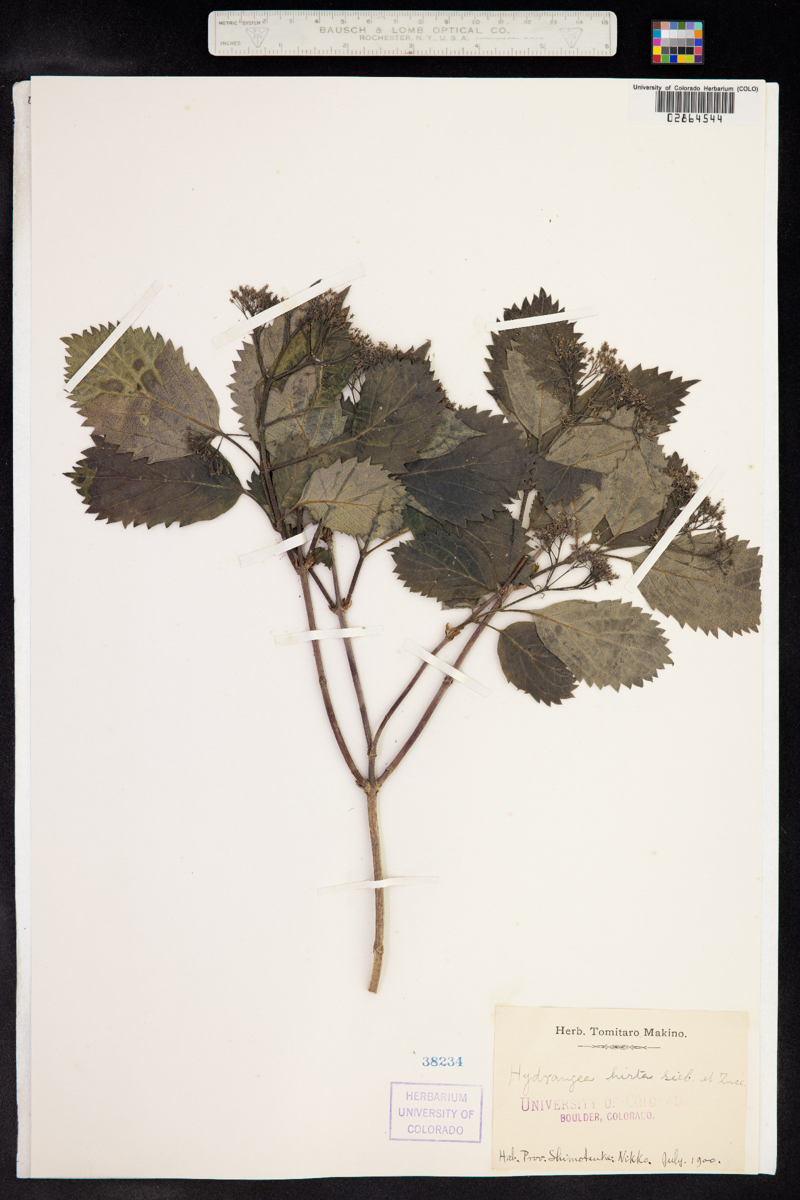 Hydrangea hirta image