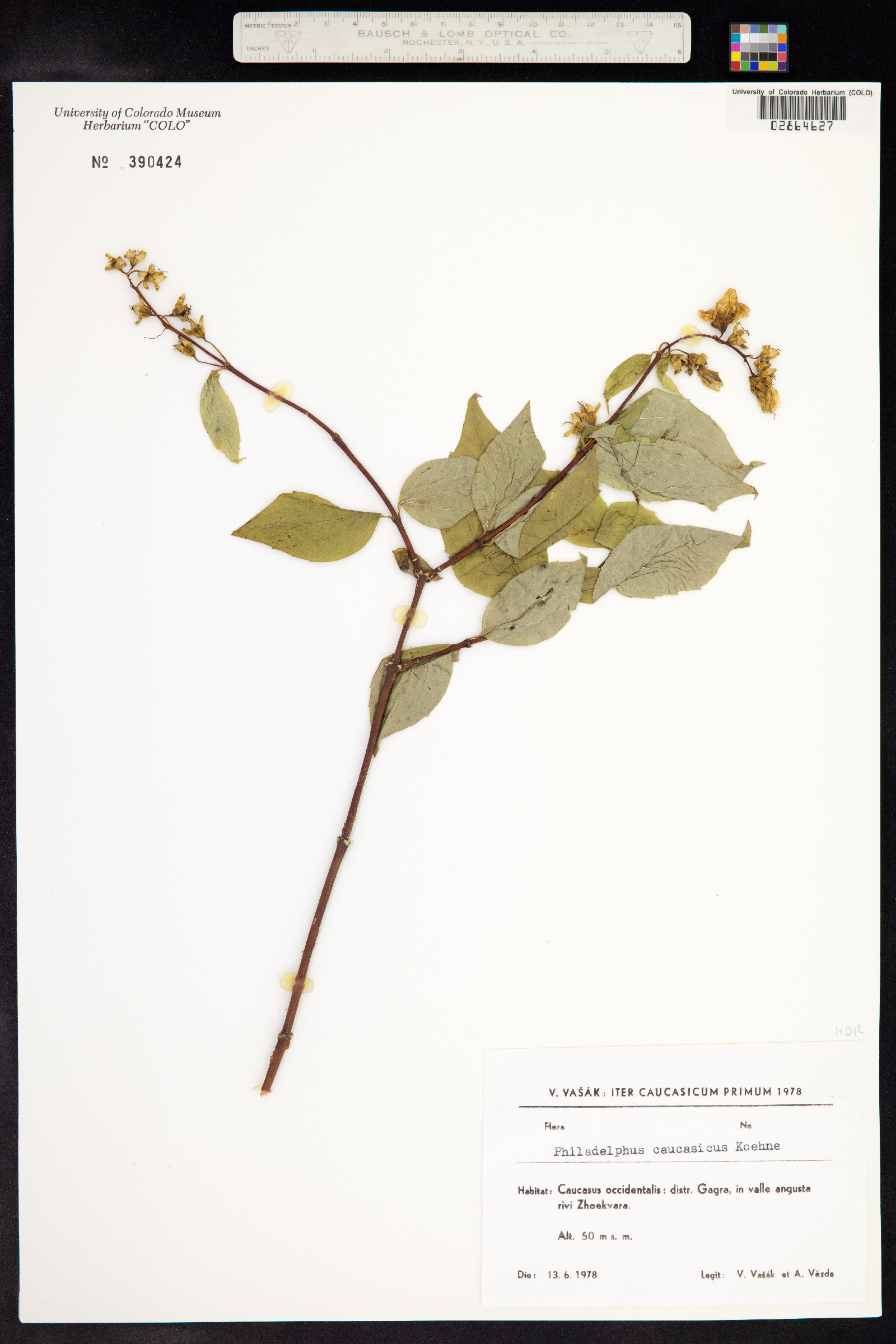 Philadelphus caucasicus image