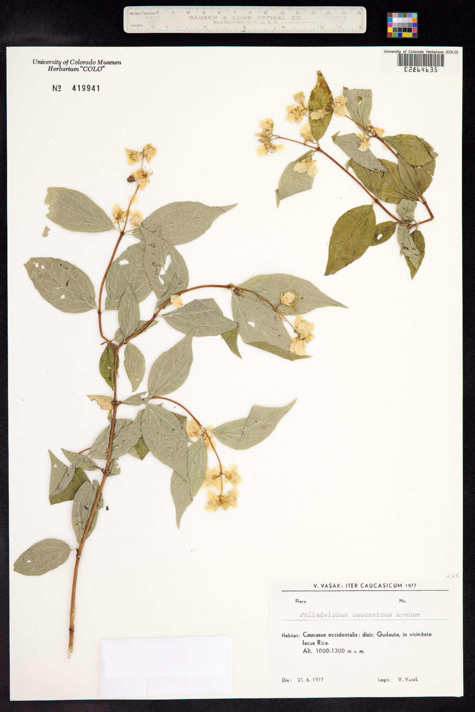 Philadelphus image