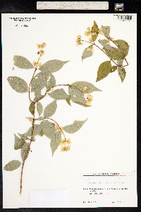Philadelphus caucasicus image