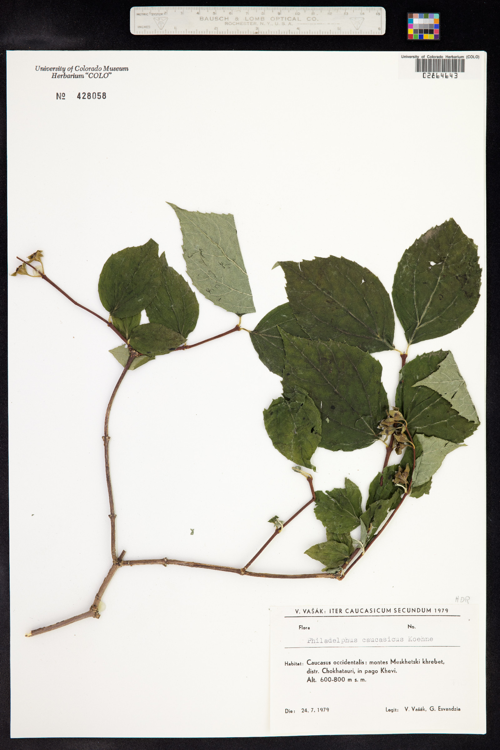 Philadelphus caucasicus image