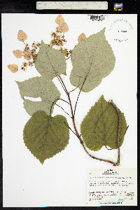 Image of Schizophragma hydrangeoides