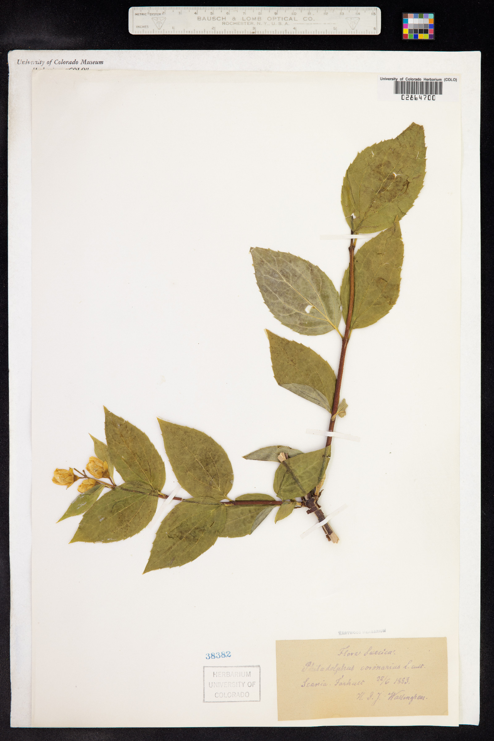 Philadelphus coronarius image