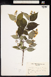 Philadelphus coronarius image