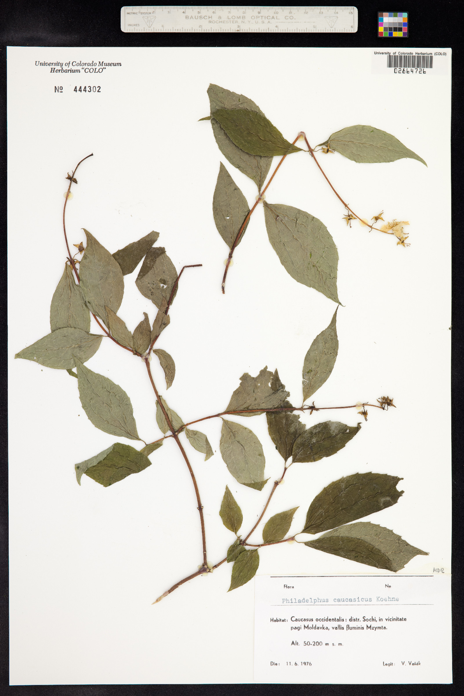 Philadelphus image