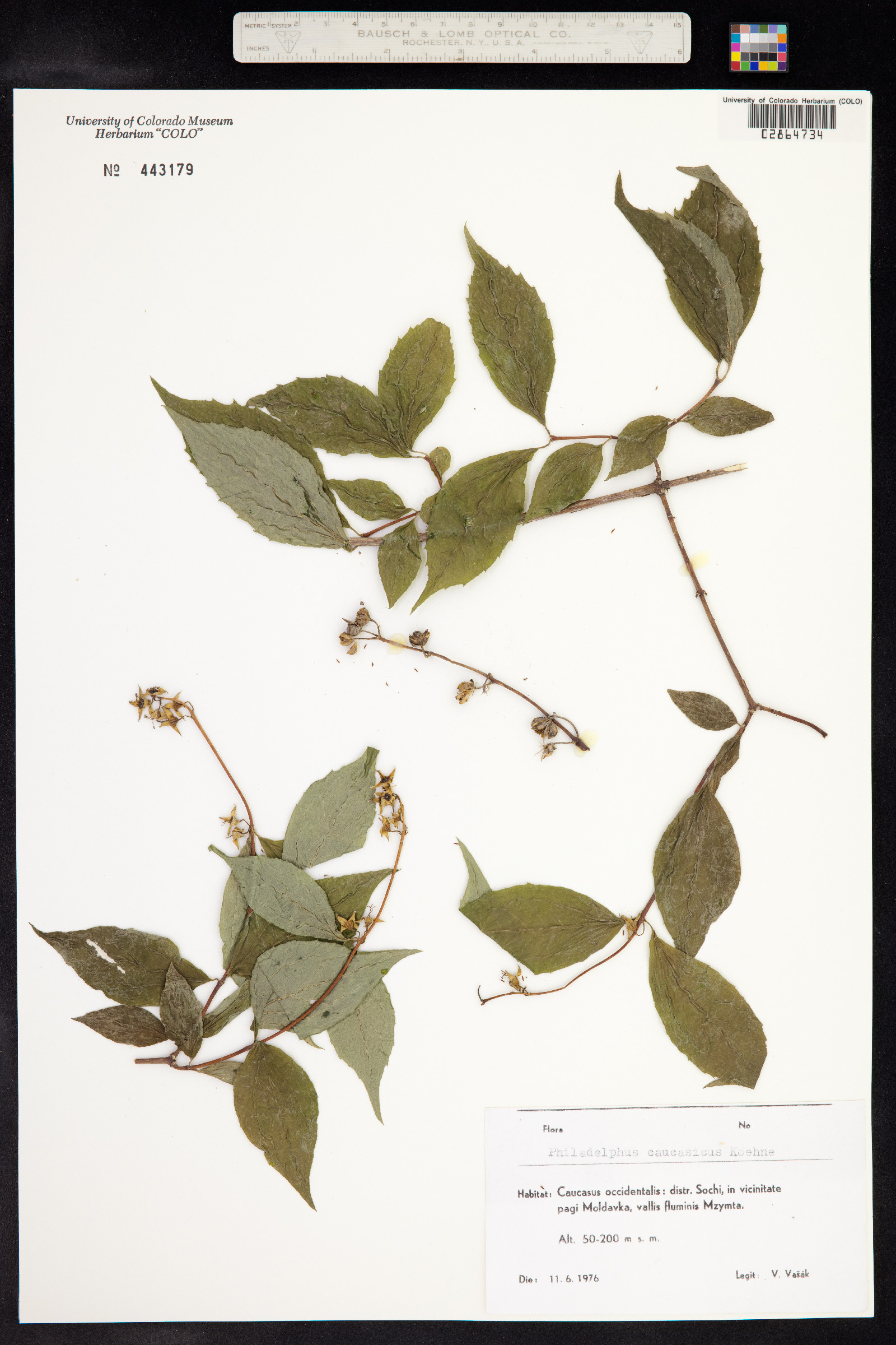 Philadelphus caucasicus image