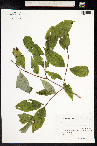 Philadelphus caucasicus image