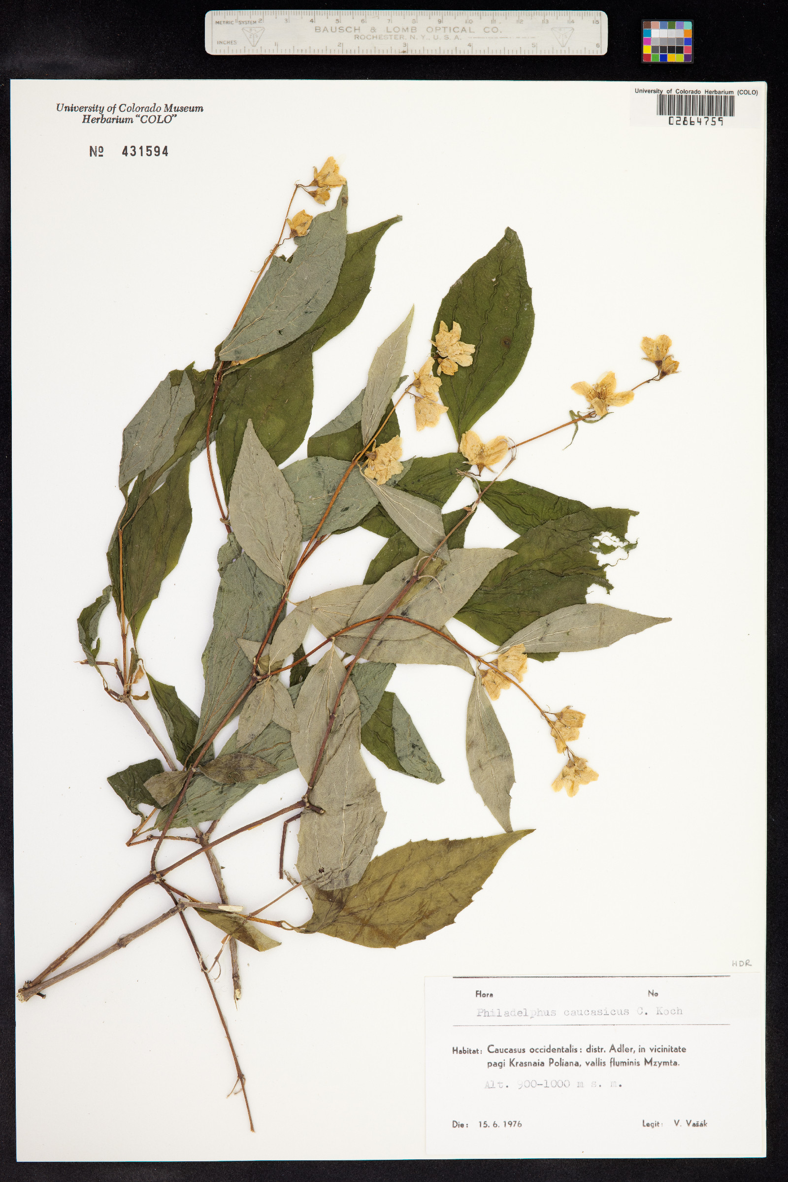 Philadelphus caucasicus image