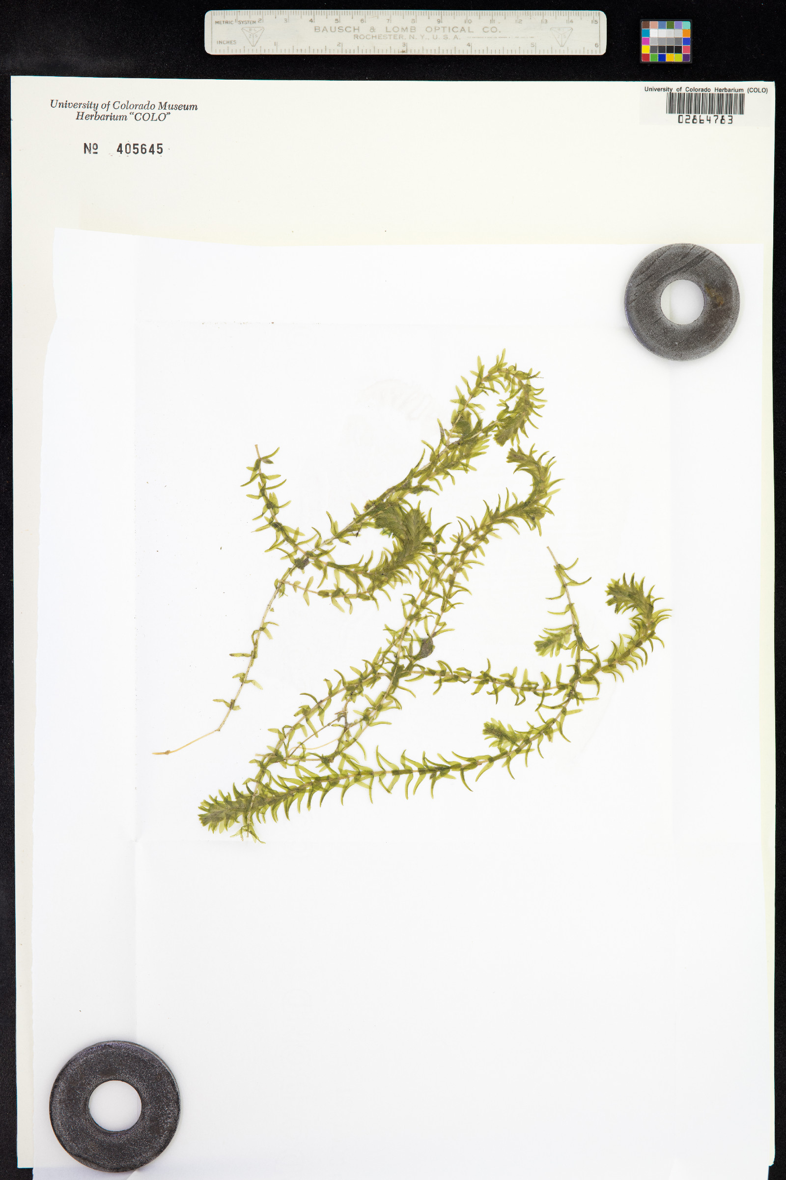 Elodea canadensis image