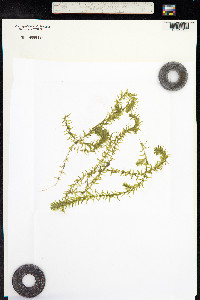 Elodea canadensis image