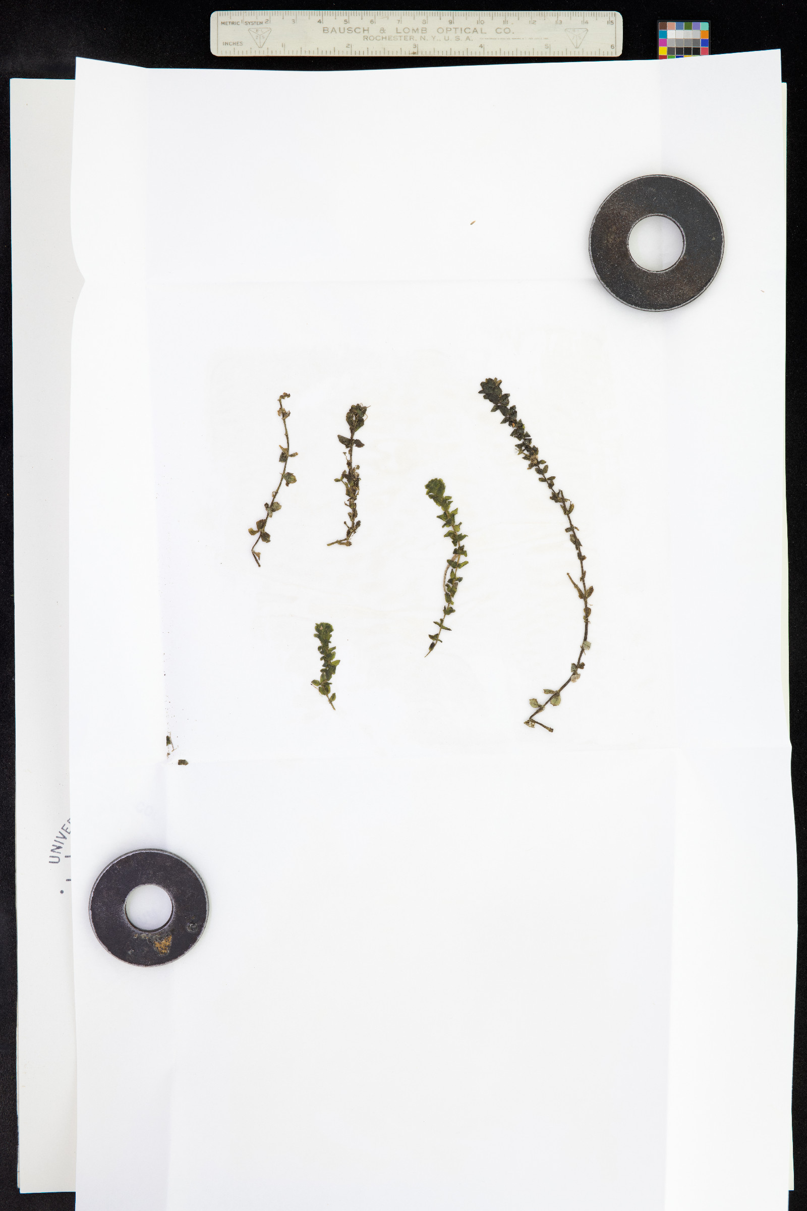 Elodea canadensis image