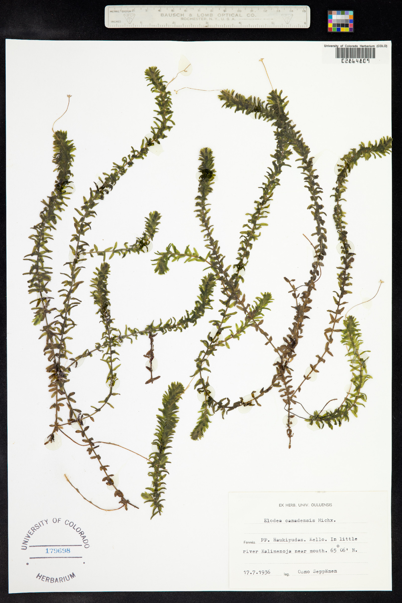 Elodea canadensis image