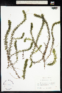 Elodea canadensis image