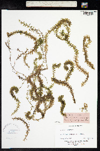 Elodea canadensis image