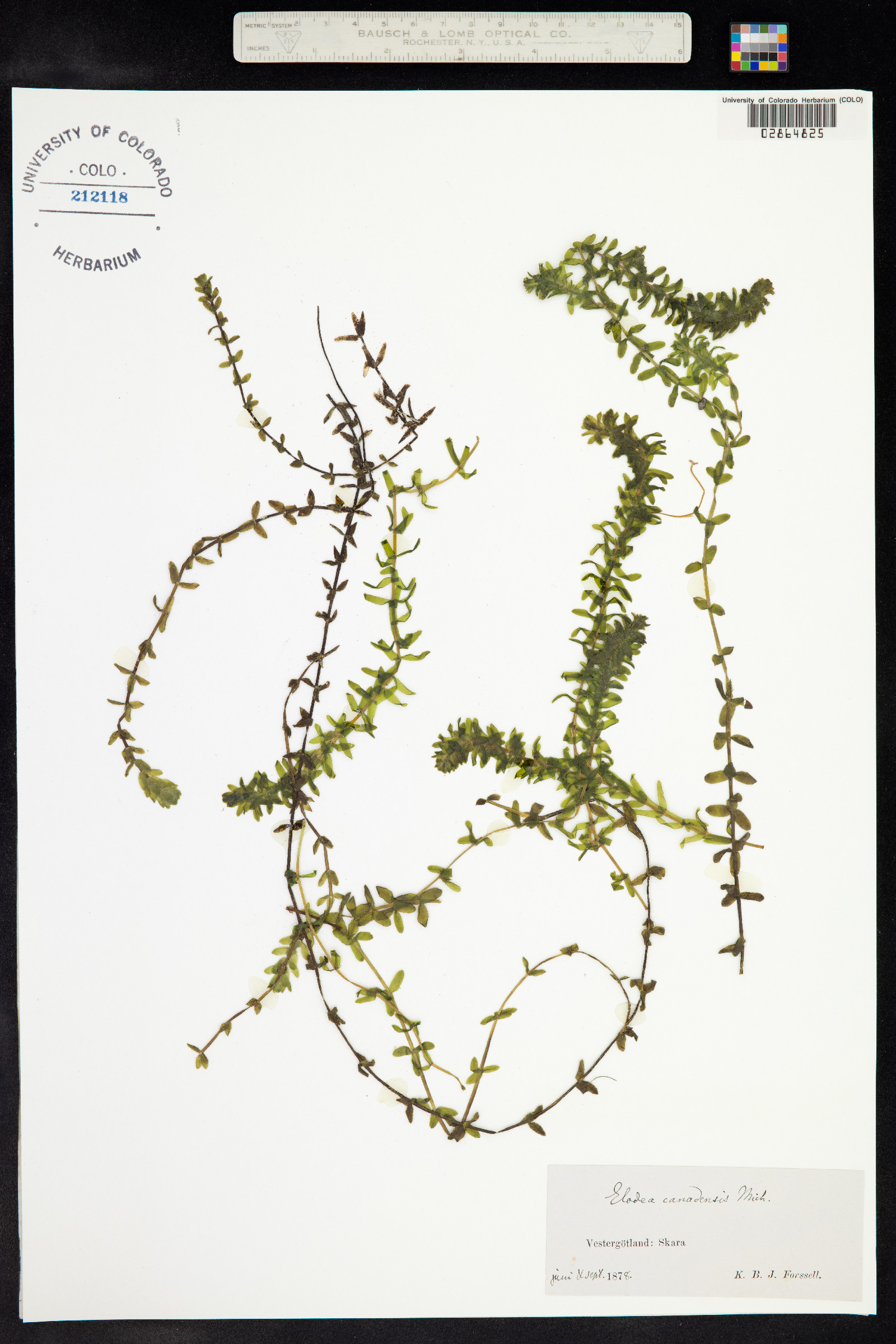 Elodea canadensis image