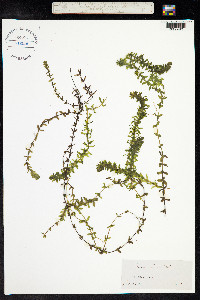 Elodea canadensis image