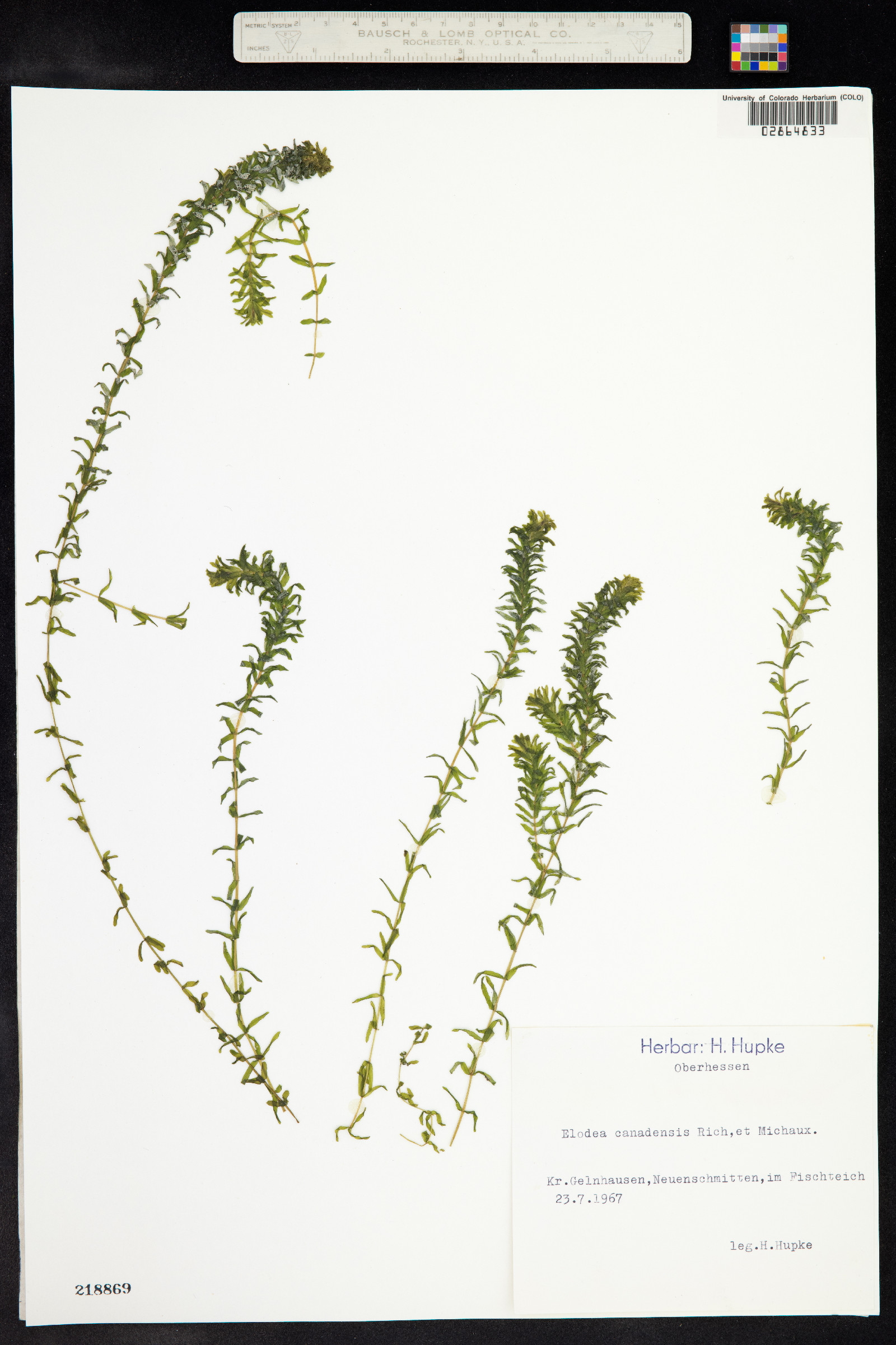 Elodea canadensis image