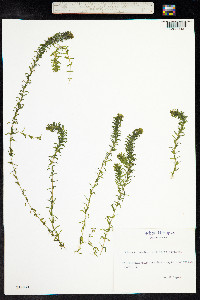 Elodea canadensis image