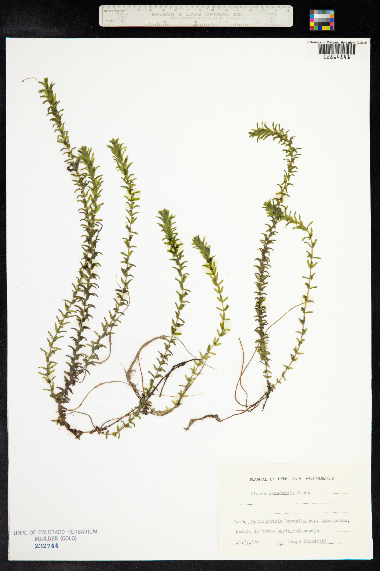 Elodea canadensis image