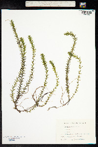 Elodea canadensis image