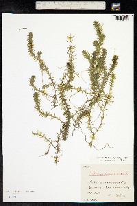 Elodea canadensis image