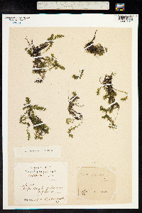 Elodea canadensis image