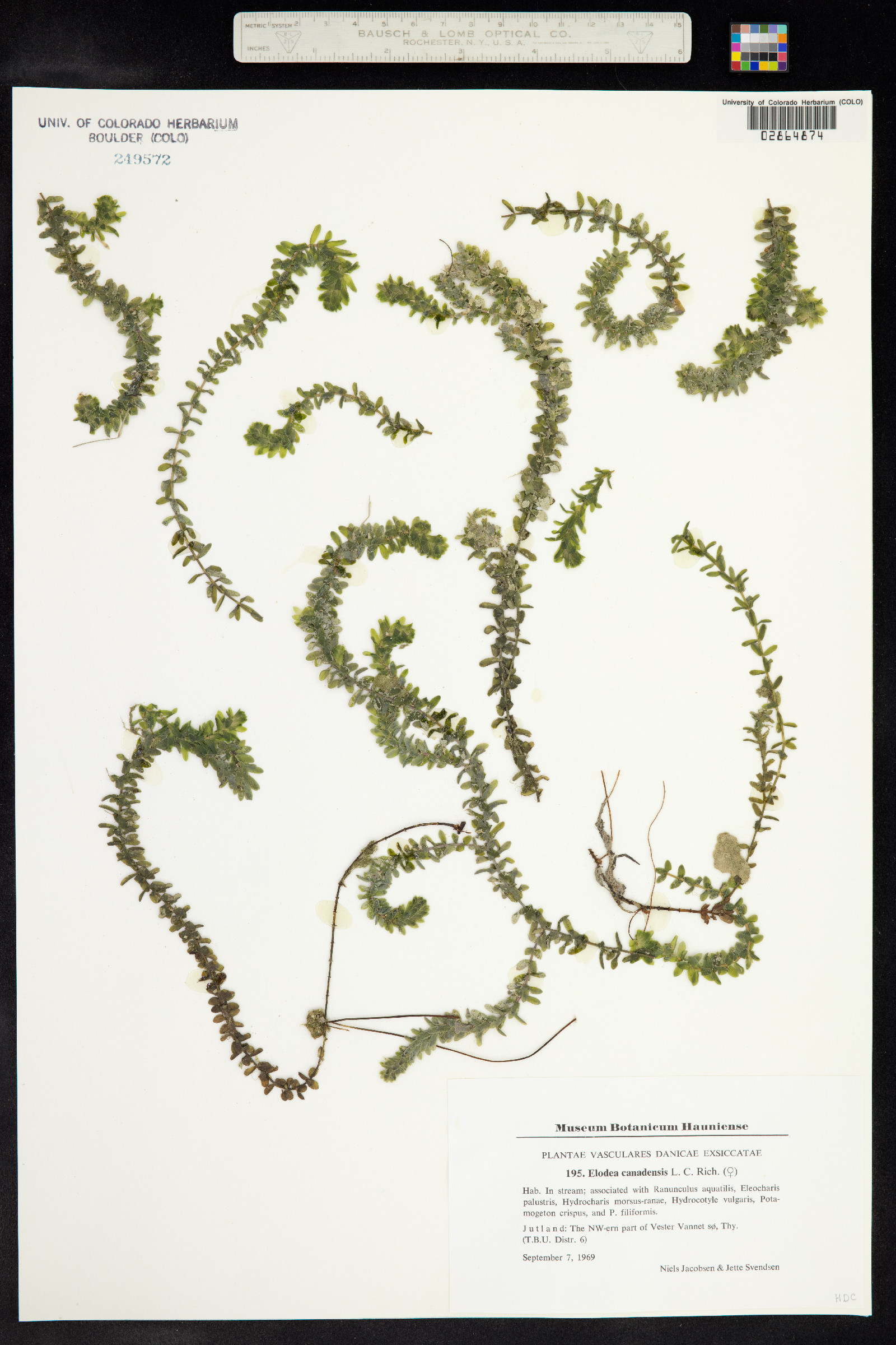 Elodea canadensis image