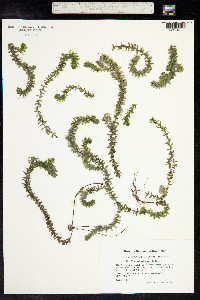 Elodea canadensis image