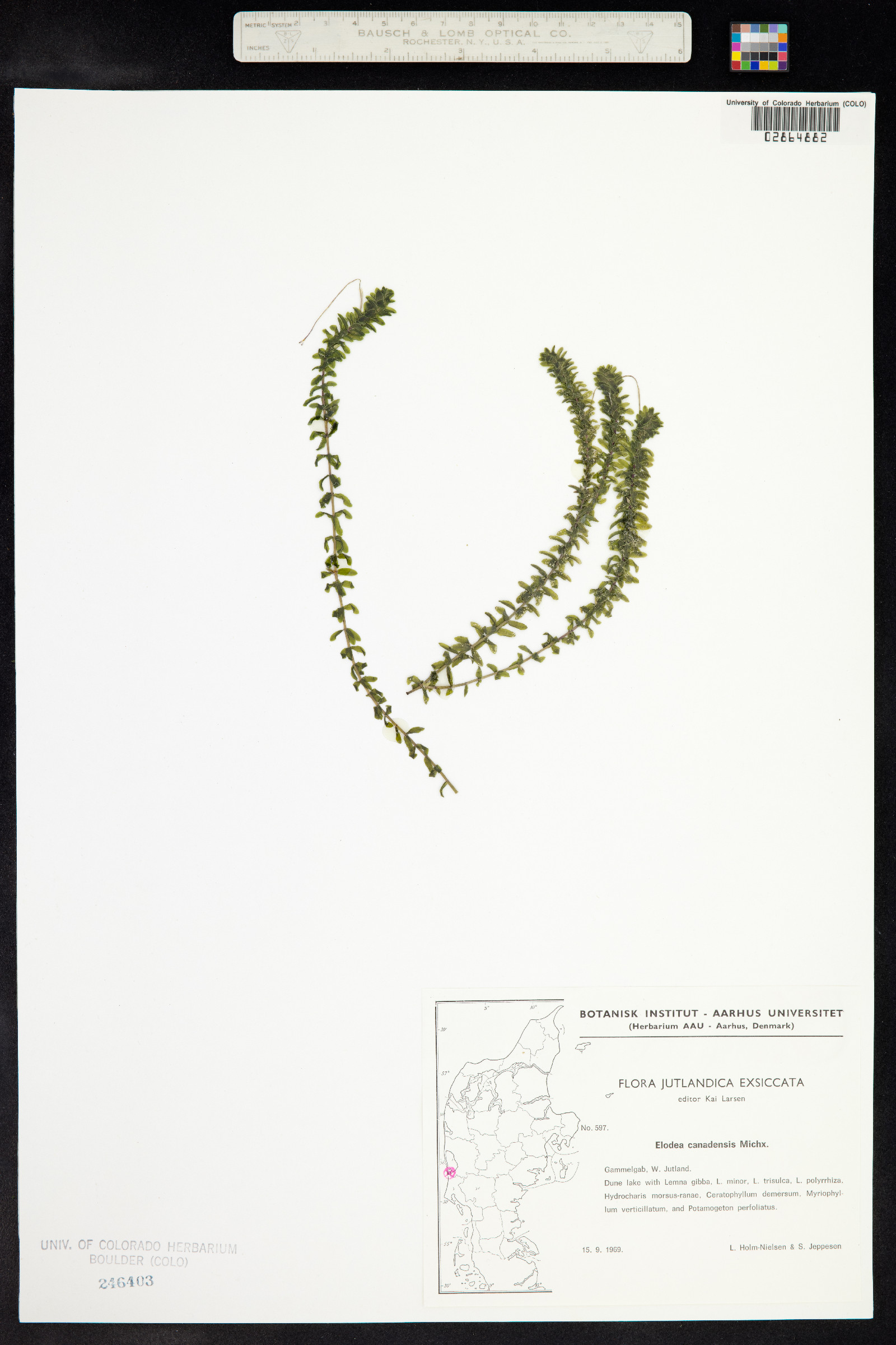 Elodea canadensis image