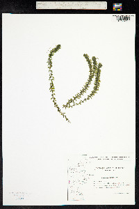 Elodea canadensis image