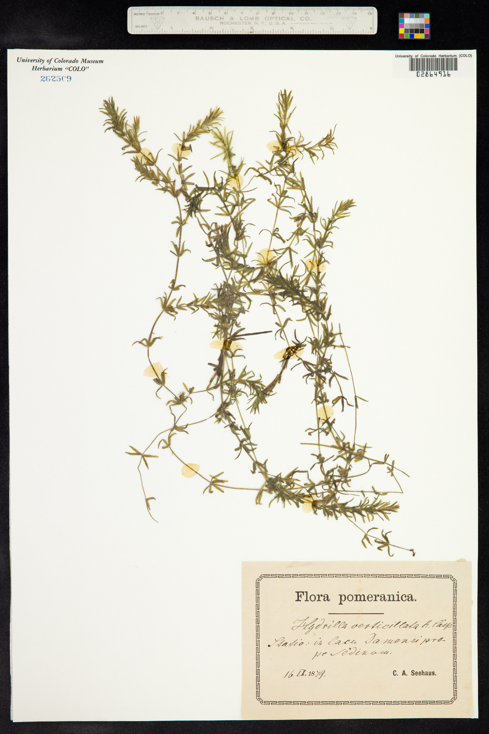 Hydrilla verticillata image