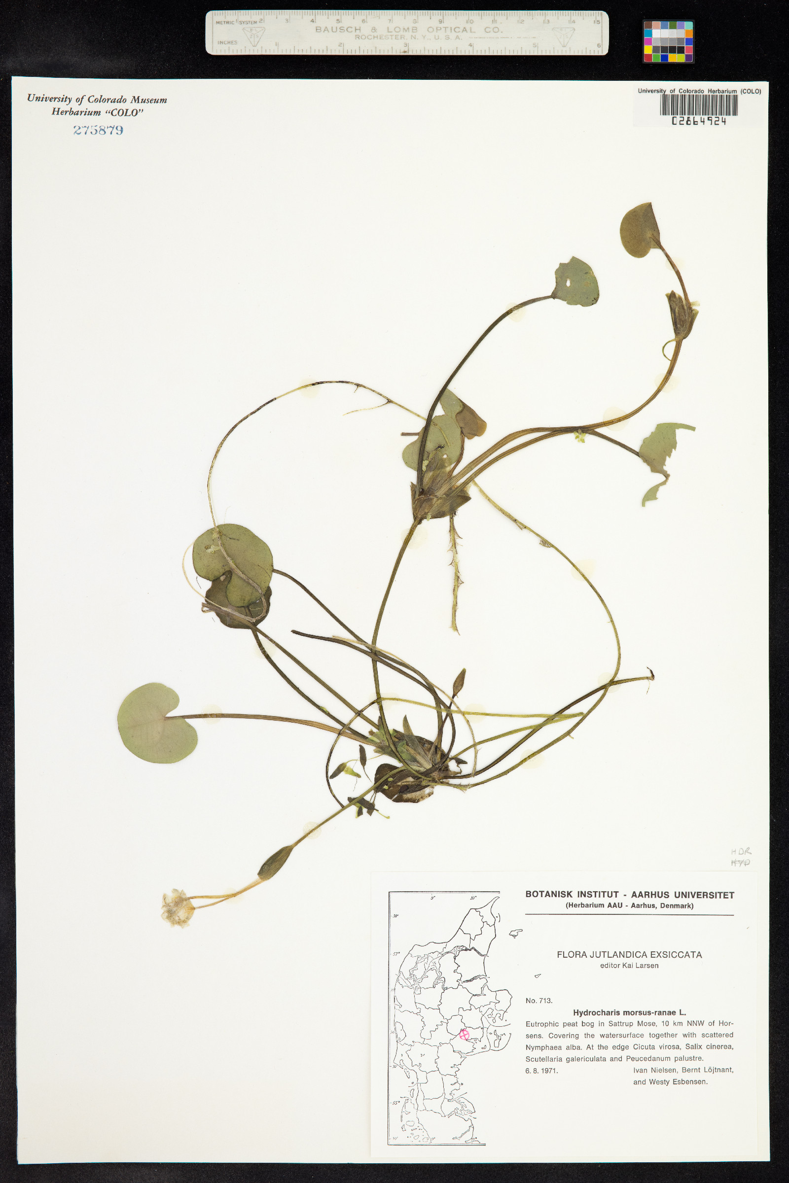 Hydrocharis image